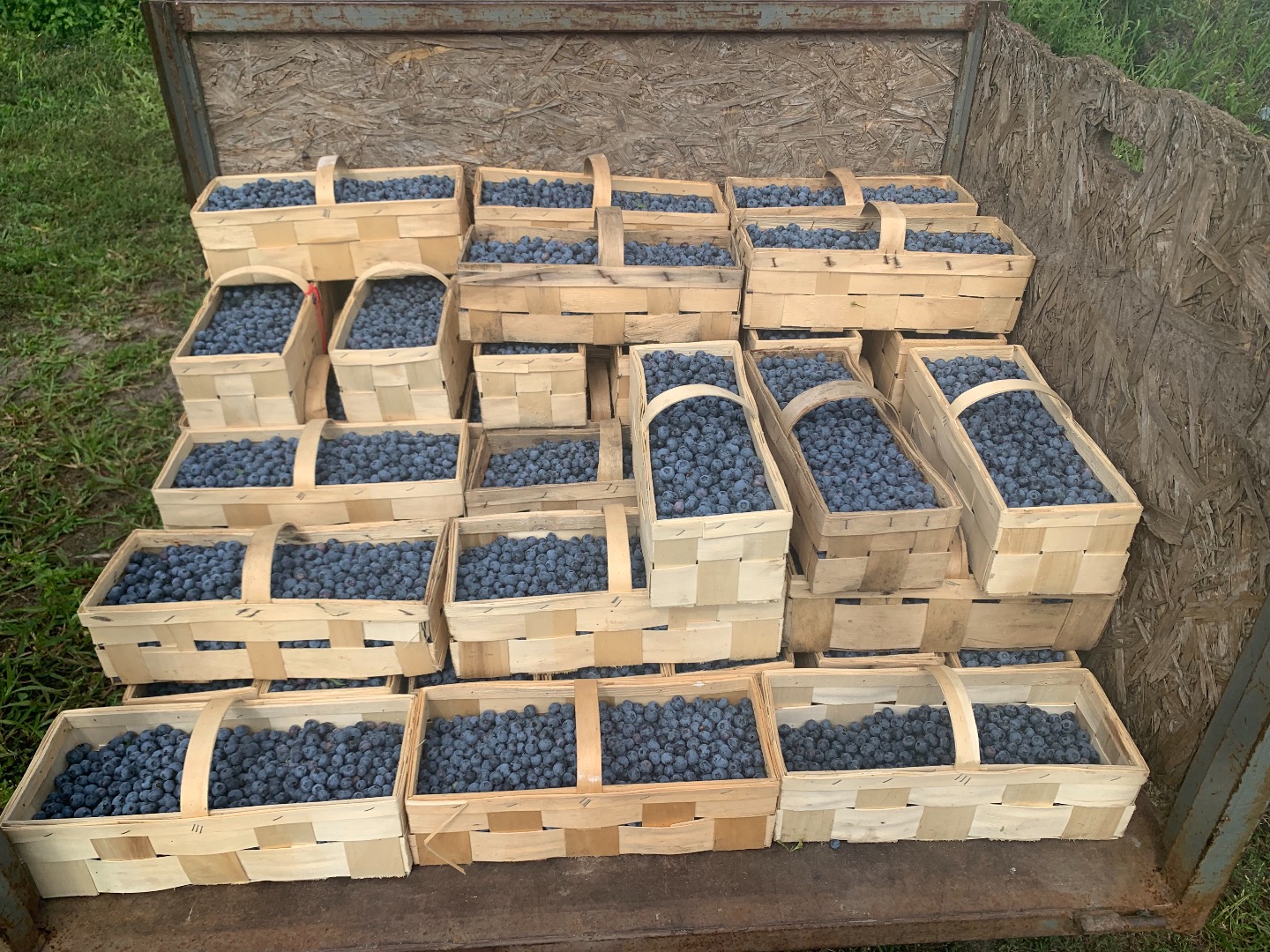 I will sell 500 kg of blueberries, caliber 12 plus, loose