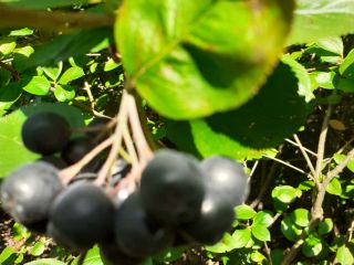 Aronia (hand picked) grown organically - for sale Hello,