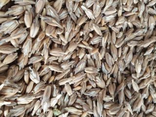 Spelled with the Agro Bio Test ecological certificate. Harvest
