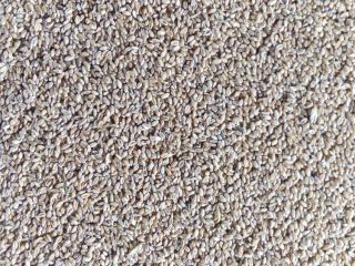 I will sell organic spring wheat with Agro-Bio-Test certificate