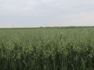 Oats certified by the Agro Bio Test ecological. "ARDEN"