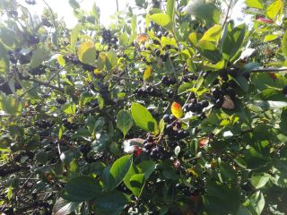 I will sell aronia, hand-torn, harvest around August 15,