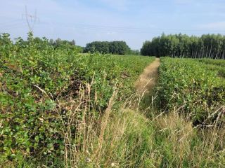 Aronia for sale - fresh fruit, certified organic plantation