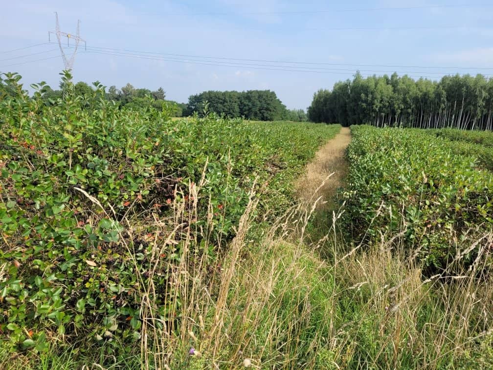 Aronia for sale - fresh fruit, certified organic plantation with an area of 6 ha