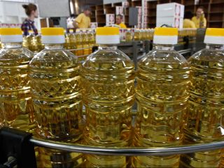 Canola oil is a vegetable oil derived from a