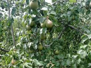 We have Plum to make. Mere. large quantities