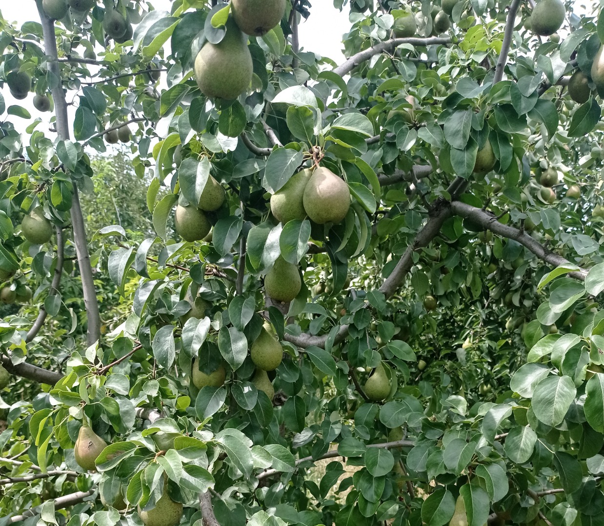 We have Plum to make