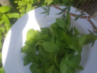 I grow mint plant and wanted to sell need