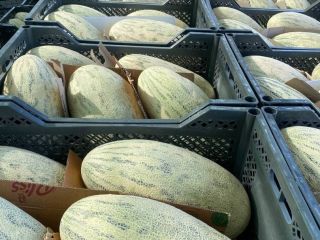 Dear customers , I offer you sweet honey melon