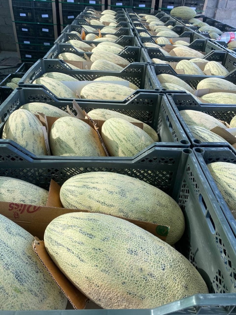 Dear customers , I offer you sweet honey melon named Tarpeda at low prices