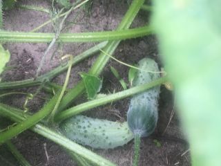 Octopus field cucumber straight from the plantation. Price to