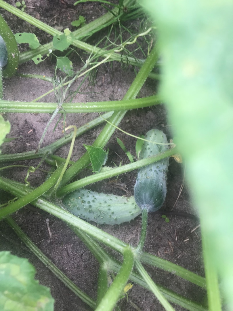 Octopus field cucumber straight from the plantation