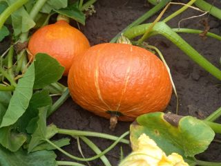 Sell pumpkins hokkaido price negotiable large amounts