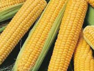 Yellow Corn & White Corn/Maize for Human & Animal