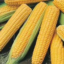 Yellow Corn & White Corn/Maize for Human & Animal Feed moisture: 13 % max afflatoxin: 20 ppb max crude protein: 9 % crude fat: 4% min crude fibre : 2.5 % max
