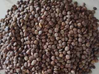 Organic brown lentils - for sale. From organic farming
