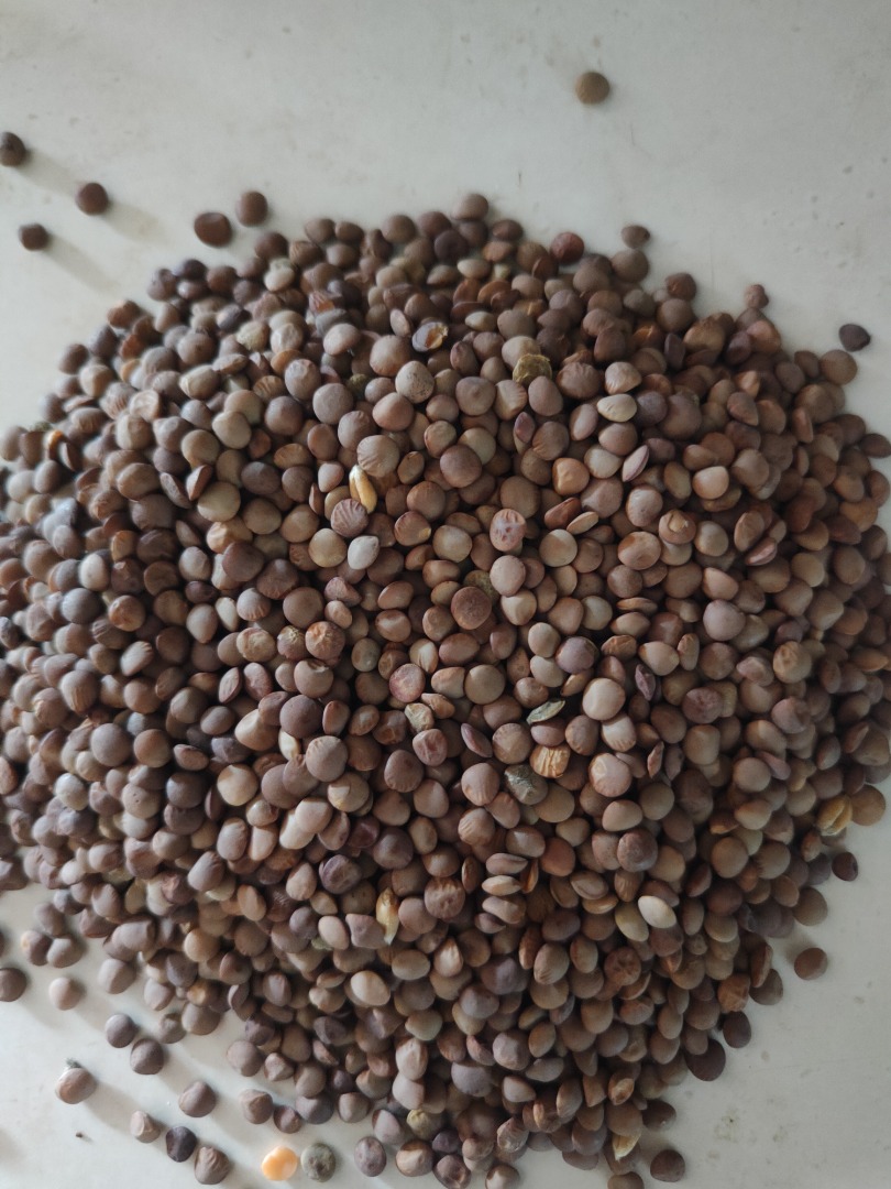 Organic brown lentils - for sale