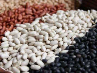 Export of beans from Ukraine We export quality beans