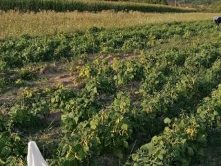 I am selling freshly picked green beans