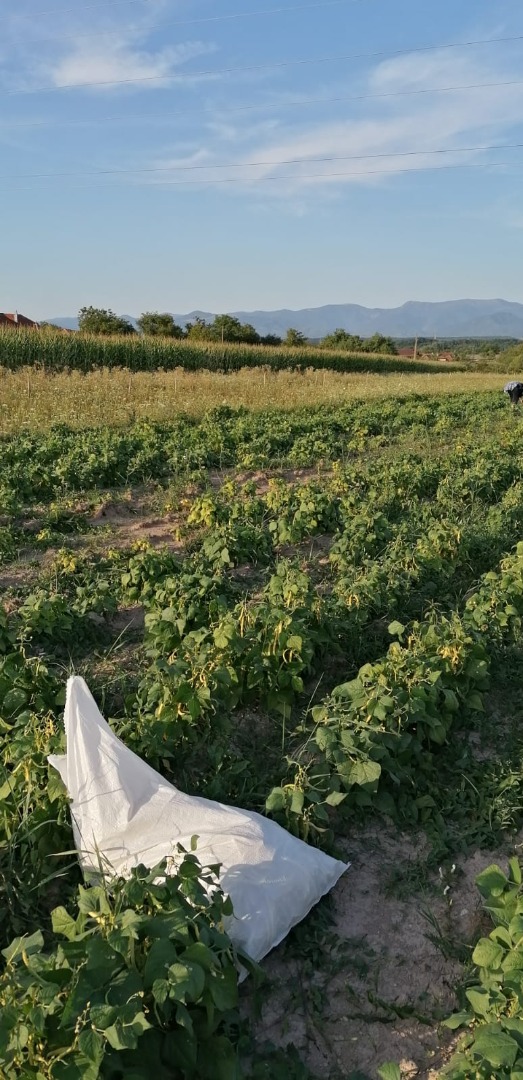I am selling freshly picked green beans