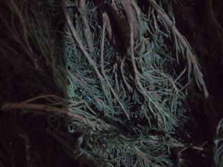 We sale raw and dry rosemary (desert /Morocco type)