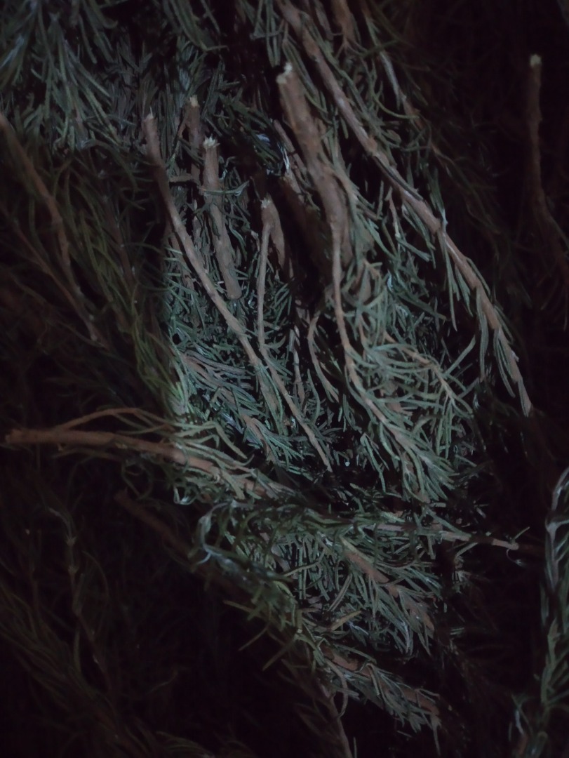 We sale raw and dry rosemary (desert /Morocco type) at a negotiable price