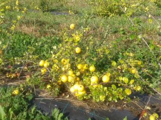 Farmers from Latvia sell organic fresh and frozen japanese