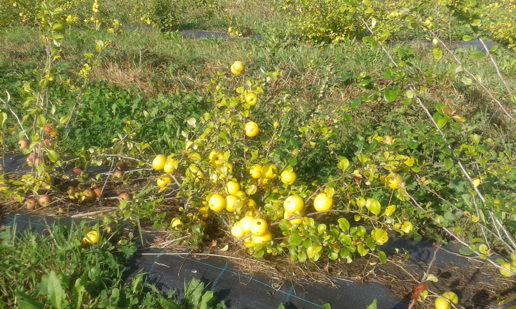 Farmers from Latvia sell organic fresh and frozen japanese quince (chaenomele japonica) and products from quince - juice, candied dried quince pieces, powder