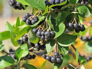 Organic chokeberry, hand picked - fruit. Perfect for juices