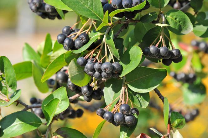 Organic chokeberry, hand picked - fruit