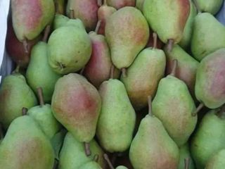 Klapse pear for sale.
