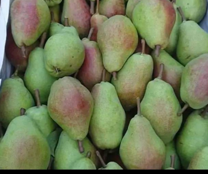 Klapse pear for sale