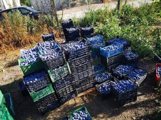 We offer plums for meals and for tuica! Plums