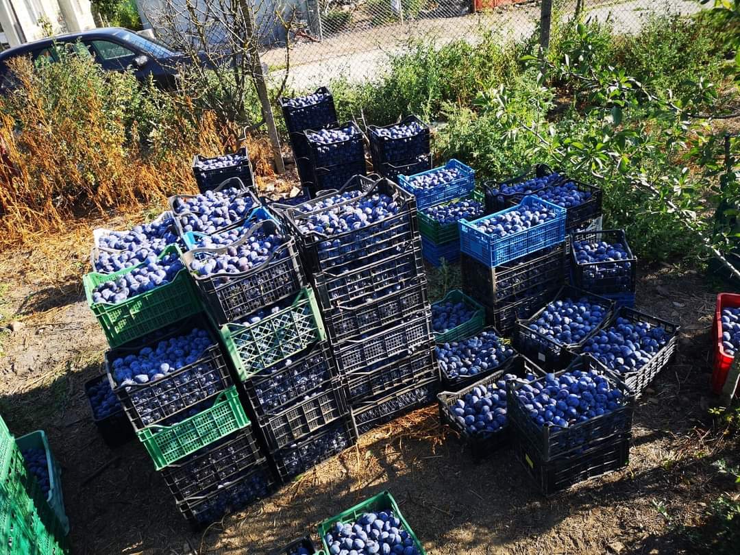 We offer plums for meals and for tuica! Plums are sold from the orchard