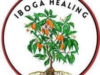Iboga na sprzedaż l'âge i mała ilość Iboga jest