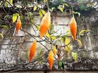 IBOGA FOR SALE IBOGAINE FOR SALE Large and small