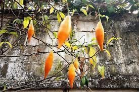 IBOGA FOR SALE IBOGAINE FOR SALE Large and small quantities