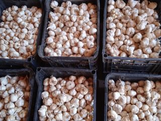 Romanian spring garlic, large quantity to be agreed price