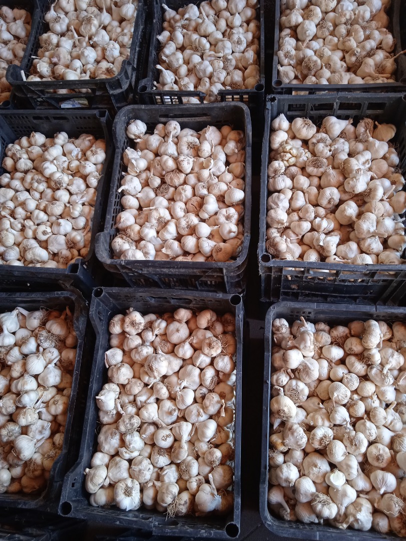 Romanian spring garlic, large quantity to be agreed price for consumption and seeds Pănătău Buzău area No.Contact