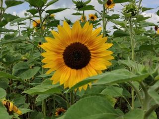 Hello :) I offer sunflower flowers from my own