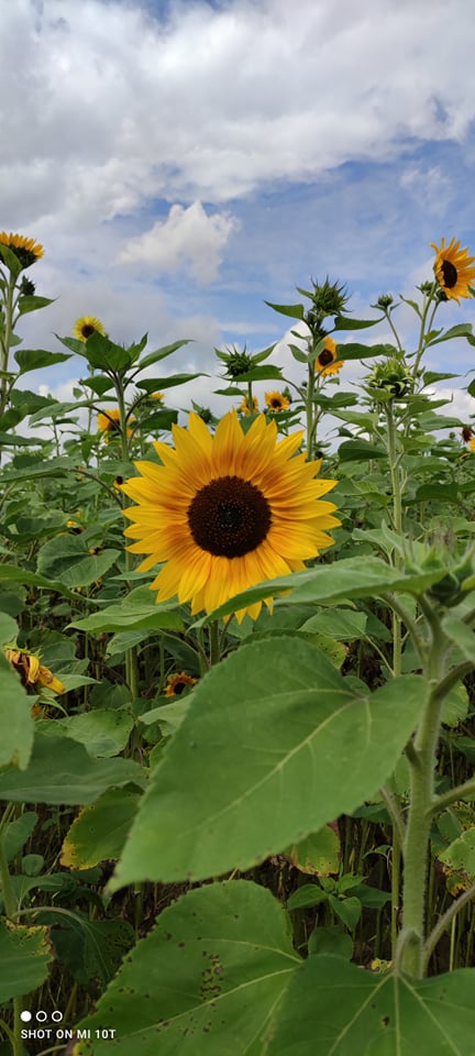 Hello :) I offer sunflower flowers from my own plantation