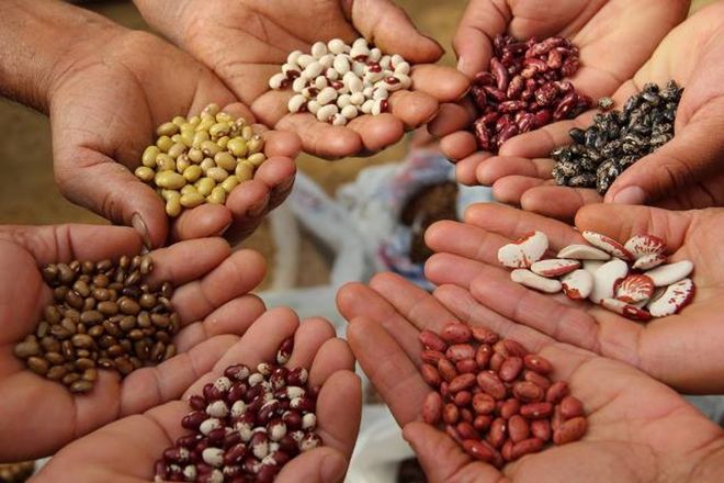 Quality beans from Ukraine