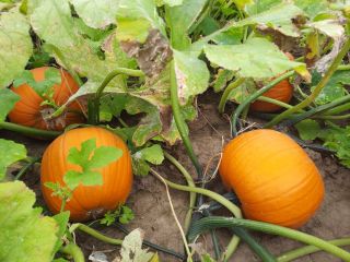 Halloween type pumpkin. Round shape. Gold - orange glossy