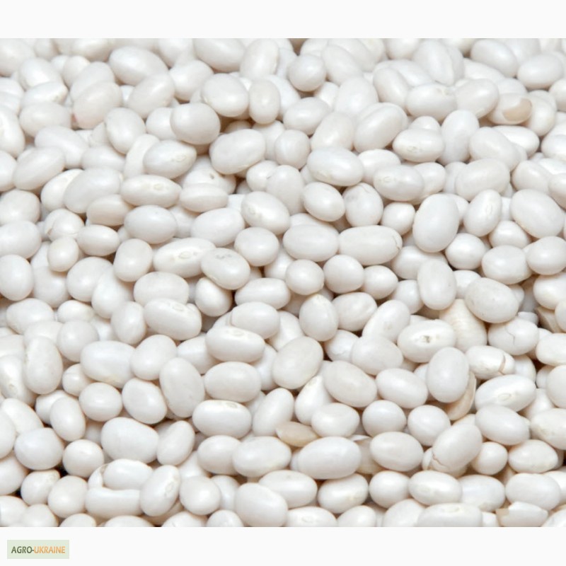 Buy white beans at own expense in Ukraine The cannery buys white beans for processing on an ongoing basis