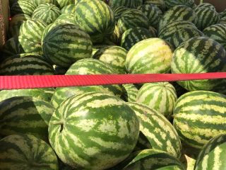 Watermelon for sale in bulk, 24 tons, origin Romania.