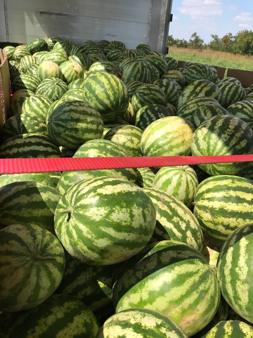 Watermelon for sale in bulk, 24 tons, origin Romania