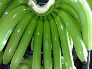 Supply Fresh Green Cavendish Banana 456, 789 fingers per