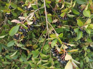 Hello. I will sell fresh aronia fruits. Grown without