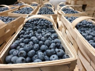 I will sell blueberry varieties Bluecrop and Nelson in