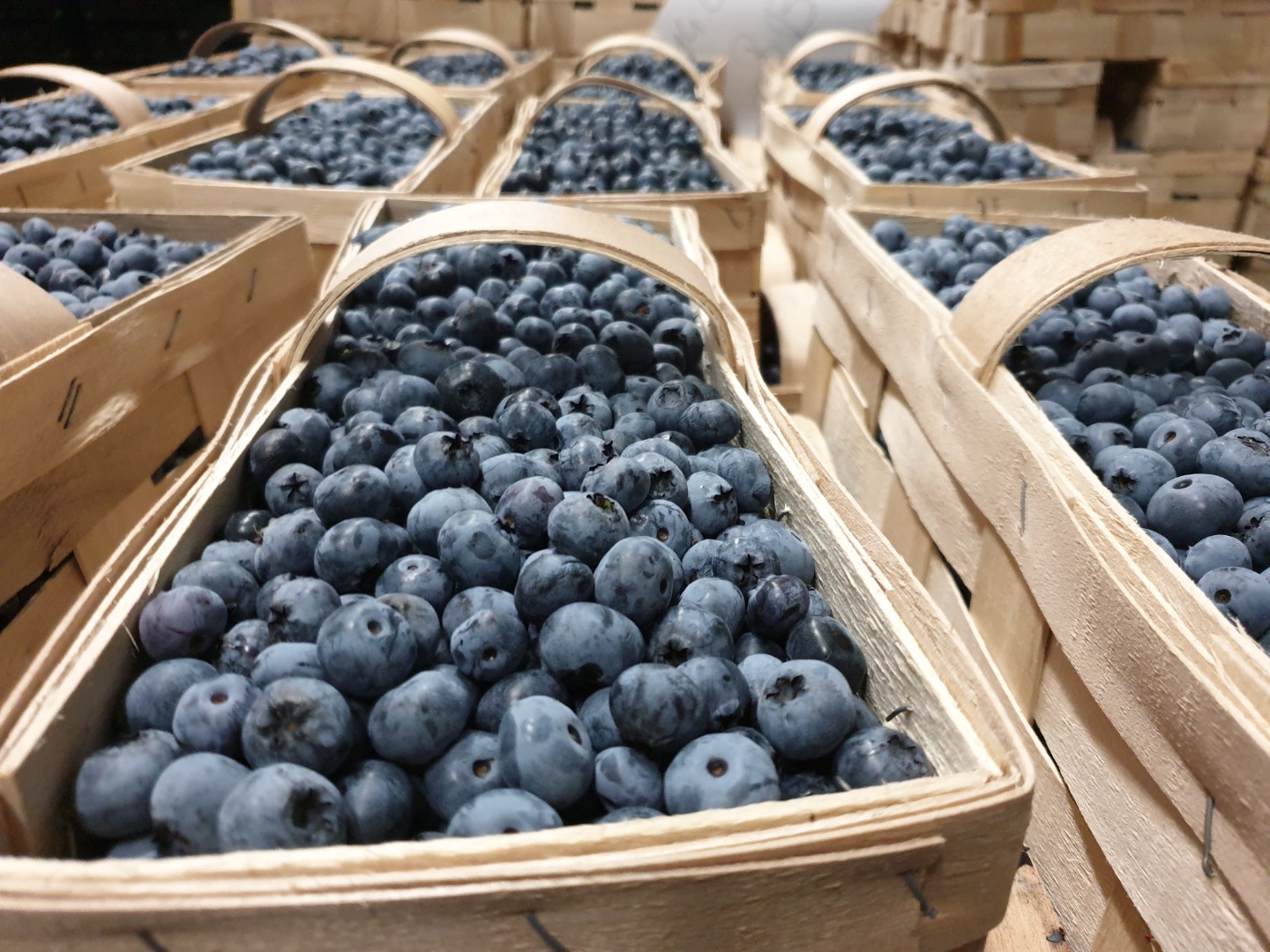 I will sell blueberry varieties Bluecrop and Nelson in baskets, 3 kg each